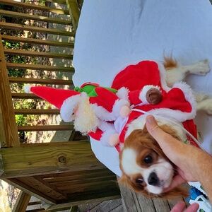 Dog costume, Santa sitting on dog's back holding reins, sz M